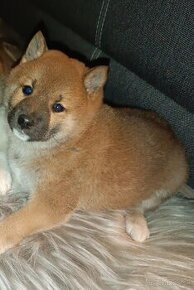 Shiba Inu