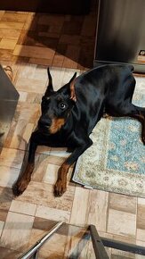 Doberman Sučka