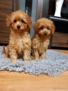 Cavapoo