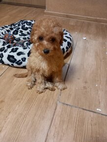 Cavapoo