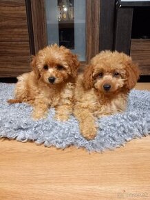 Cavapoo pudel šteniatka.