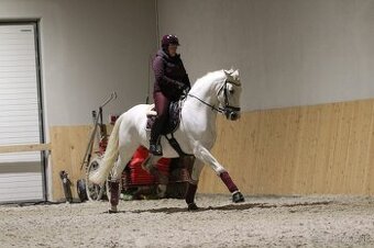 Grey 13-ročný cruzado lusitano 165 cm profesor