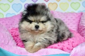 Pomeranian s PP blue Merle tan bear - 1