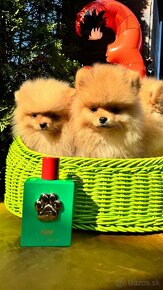 Pomeranian mini - 1