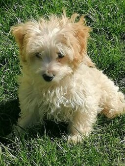 Predam stena maltipoo