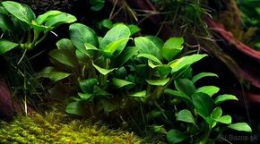 Anubias NANA - MINI - Christmas moss - Cryotocoryne Balansae