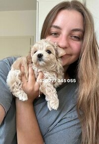 Maltipoo f1 girl female