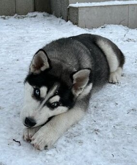 Sibírsky husky