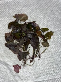 Akva rastliny na predaj – Lotus Red, Anubias, Bucephalandra…