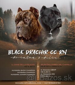 Cane Corso s PP šteniatka