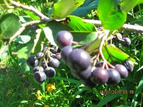 Aronia