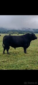 Aberdeen Angus