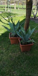 Kaktus AGAVE