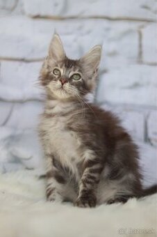 Maine coon / mainská mývalia s pp