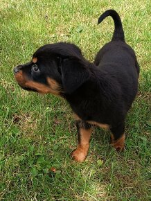 Rotvajler , Rottweiler- psík.