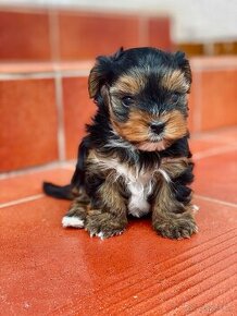 YORKSHIRE TERRIER mini