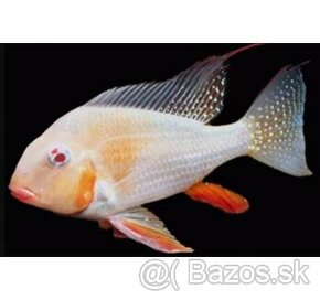 Akara Heckelli albino Akcia