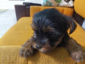 YORKSHIRE TERRIER