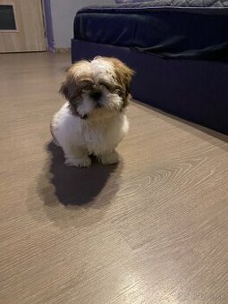 Shih tzu