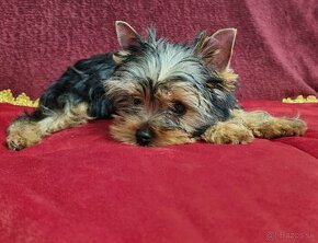 Yorkshire terrier