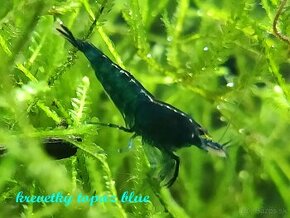 Neocaridina topaz blue