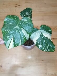 Monstera thai constellation