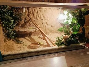 Agama +terarium - 1