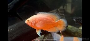 Astronotus ocelatus Red chilli