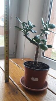 Crassula Ovata - tučnolist, Strom peňazí - 17 Eur (č. 1)