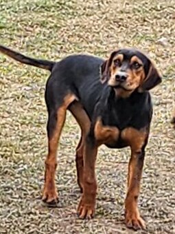 Catahoula,  Louisianský leopard