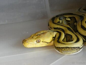 Python molurus/ reticulatus