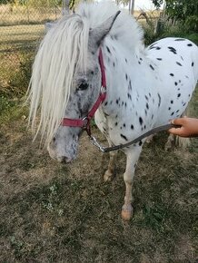 PRODAM WELSCH PONY VALÁŠKA