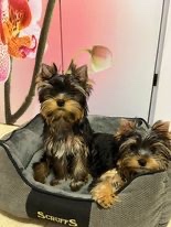 Yorkshire terrier S PP FCI, York