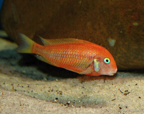 Tropheus caramba red bishop, moliro , maswa