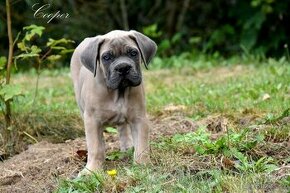 Cane Corso s PP FCI