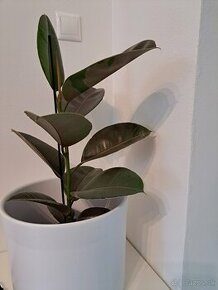 Veľký Ficus elastica Pink Camouflage, odber Bratislava