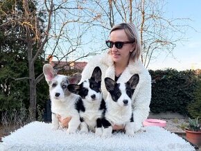 Steniata welsh corgi cardigan.