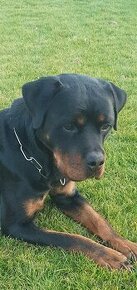 Rotvajler, rtw, Rottweiler