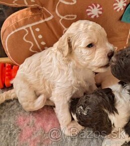 Lagotto Romagnolo s PP - Sučka