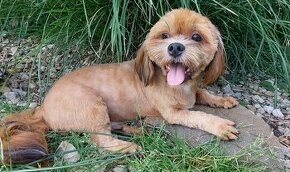 Lhasa apso