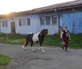 Pony kobylka na predaj