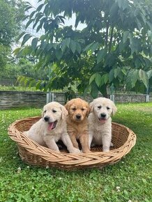 Zlaty retriever