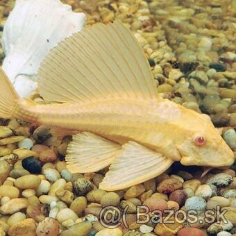 geophagus