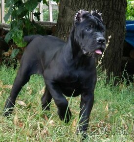 Cane Corso s PP