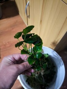 Anubias nana