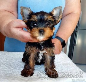 Yorkshire terrier - sučky s PP(rodokmeňom)