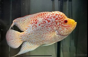 Flowerhorn Fireman s dream Kamfa