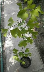 Ginko biloba