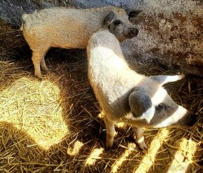 Mangalica prasiatka - prasatá