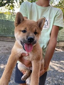 Shiba inu